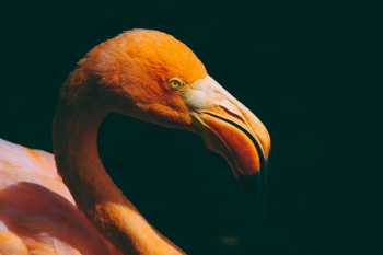 Flamingo Close-up Photography Flamingo Close-up Photography