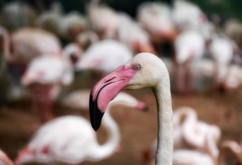 flamingo head flamingo head