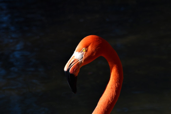 Flamingo Head Flamingo Head