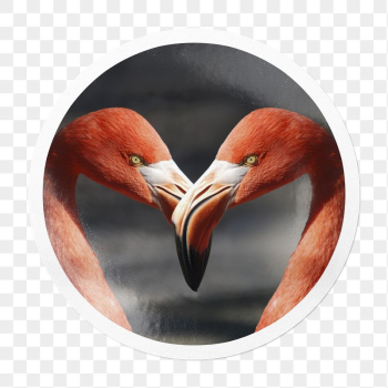 Flamingo heads png sticker, animal | Free PNG - rawpixel