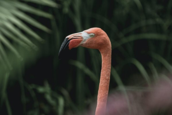 Flamingo In The Jungle Flamingo In The Jungle