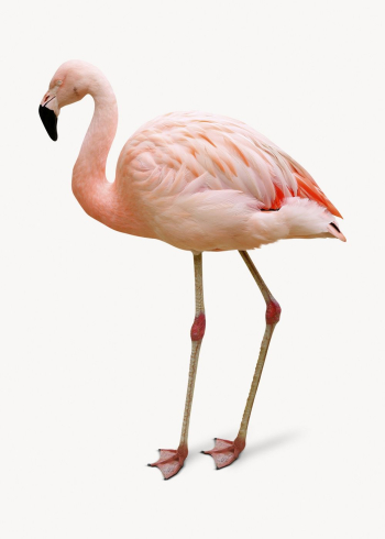 Flamingo isolated on white, animal | Free Photo - rawpixel Flamingo isolated on white, animal | Free Photo - rawpixel