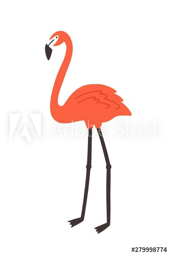 Flamingo isolated on white background Flamingo isolated on white background