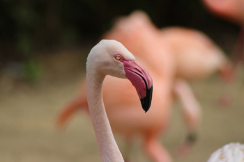 Flamingo Portrait Flamingo Portrait
