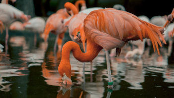 Flamingos Drinking Water Flamingos Drinking Water