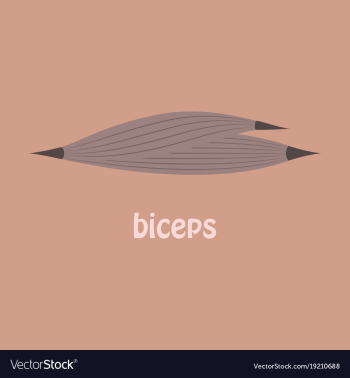 Flat biceps triceps - movement of the arm and vector image Flat biceps triceps - movement of the arm and vector image