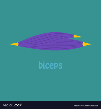 Flat biceps triceps - movement of the arm and vector image Flat biceps triceps - movement of the arm and vector image