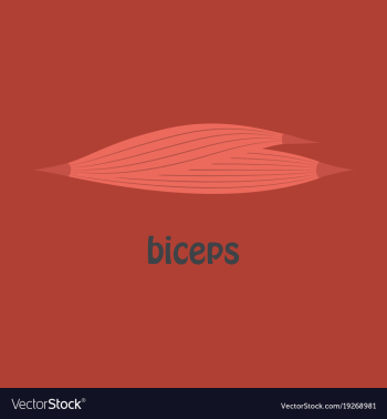 Flat biceps triceps - movement of the arm and vector image Flat biceps triceps - movement of the arm and vector image