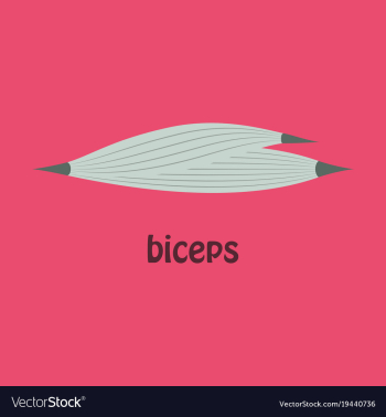 Flat biceps triceps - movement of the arm and vector image Flat biceps triceps - movement of the arm and vector image