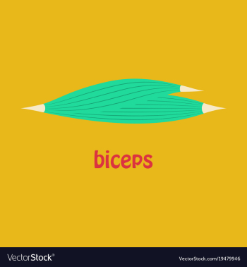 Flat biceps triceps - movement of the arm and vector image Flat biceps triceps - movement of the arm and vector image