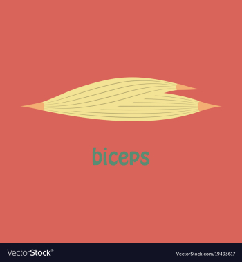 Flat biceps triceps - movement of the arm and vector image Flat biceps triceps - movement of the arm and vector image