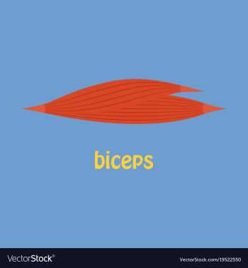 Flat biceps triceps - movement of the arm and vector image Flat biceps triceps - movement of the arm and vector image