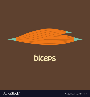 Flat biceps triceps - movement of the arm and vector image Flat biceps triceps - movement of the arm and vector image