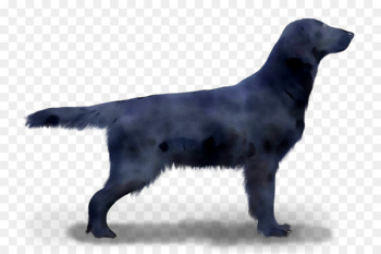 Flat-coated Retriever Labrador Retriever Dog breed Borador - Flat-coated Retriever Labrador Retriever Dog breed Borador -