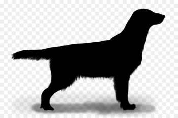 Flat-coated Retriever Labrador Retriever Dog breed Puppy - Flat-coated Retriever Labrador Retriever Dog breed Puppy -