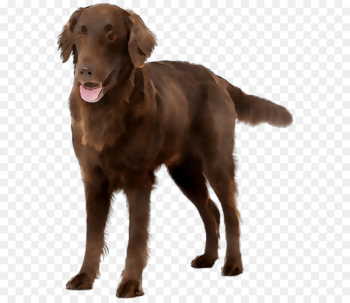 Flat-coated Retriever Labrador Retriever Nova Scotia Duck Tolling Retriever Chesapeake Bay Retriever Field Spaniel -  