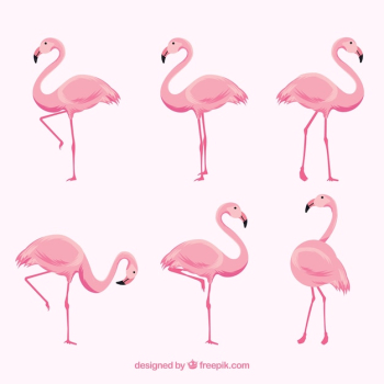 Flat flamingos collection in different poses Flat flamingos collection in different poses