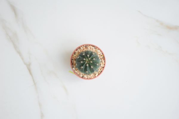 flat lay photography green cactus flat lay photography green cactus