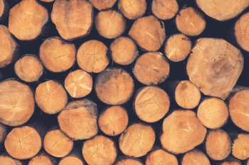 flat lay photography of logs flat lay photography of logs