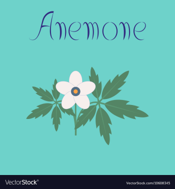 Flat on background flower Anemone vector image Flat on background flower Anemone vector image