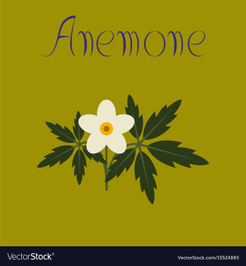 Flat on background flower anemone vector image Flat on background flower anemone vector image