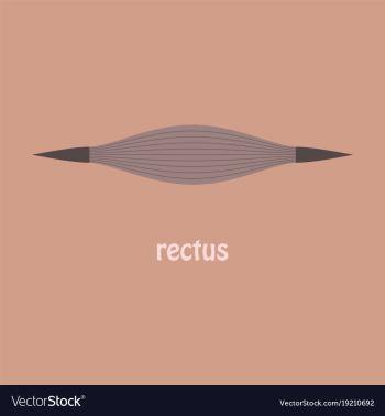 Flat rectus - didactic board of anatomy of vector image Flat rectus - didactic board of anatomy of vector image
