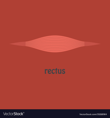 Flat rectus - didactic board of anatomy of vector image Flat rectus - didactic board of anatomy of vector image