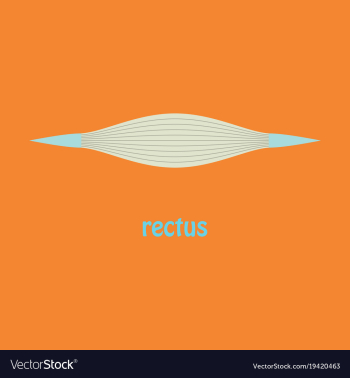 Flat rectus - didactic board of anatomy of vector image Flat rectus - didactic board of anatomy of vector image