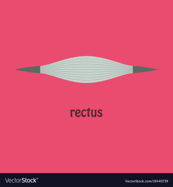 Flat rectus - didactic board of anatomy of vector image Flat rectus - didactic board of anatomy of vector image