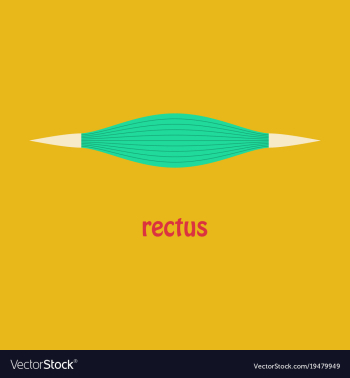 Flat rectus - didactic board of anatomy of vector image Flat rectus - didactic board of anatomy of vector image