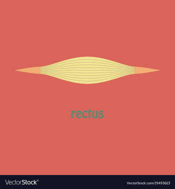 Flat rectus - didactic board of anatomy of vector image Flat rectus - didactic board of anatomy of vector image