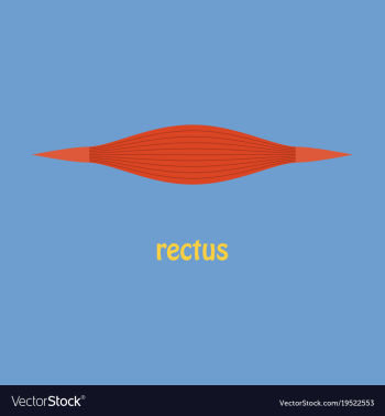 Flat rectus - didactic board of anatomy of vector image Flat rectus - didactic board of anatomy of vector image
