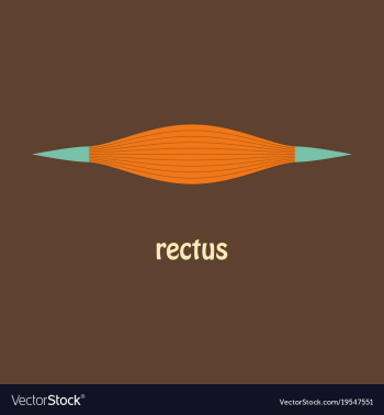 Flat rectus - didactic board of anatomy of vector image Flat rectus - didactic board of anatomy of vector image