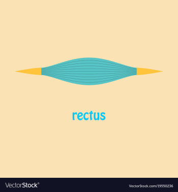 Flat rectus - didactic board of anatomy of vector image Flat rectus - didactic board of anatomy of vector image
