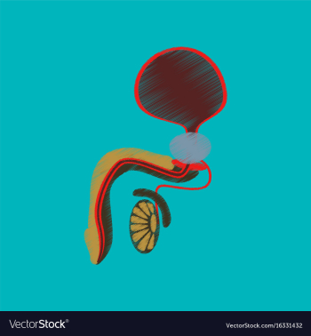 Flat shading style icon male reproductive system vector image Flat shading style icon male reproductive system vector image