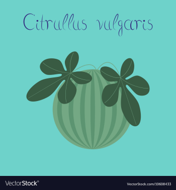 Flat stylish background plant vector image Flat stylish background plant vector image