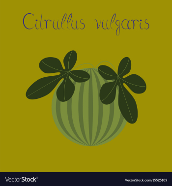 Flat stylish background plant vector image Flat stylish background plant vector image