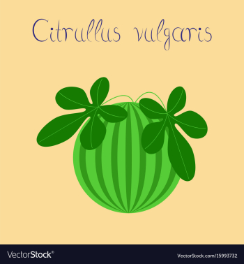 Flat stylish background plant vector image Flat stylish background plant vector image