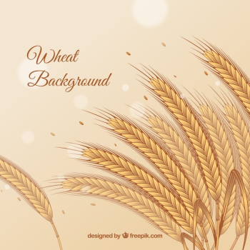 Flat wheat background Flat wheat background