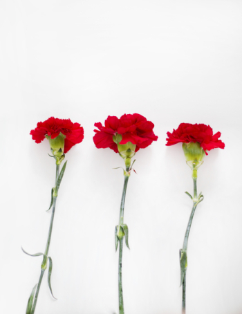Flatlay Photography of Carnation Flatlay Photography of Carnation