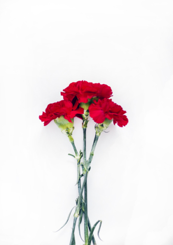 Flatlay Photography of Red Carnations Flatlay Photography of Red Carnations