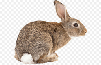 Flemish Giant rabbit Easter Bunny Californian rabbit Angora rabbit Hare - Rabbit Png Image 