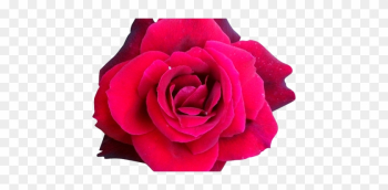 Fleur Rose Rose Lily Rose Fleuriste - Hybrid Tea Rose Fleur Rose Rose Lily Rose Fleuriste - Hybrid Tea Rose
