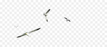 Flight Gulls Airplane - Flying seagull Flight Gulls Airplane - Flying seagull