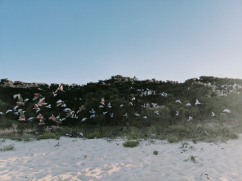 Flight Of Birds 