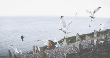Flight of Birds Flight of Birds