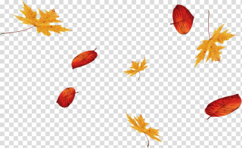 Floating autumn leaves transparent background PNG clipart