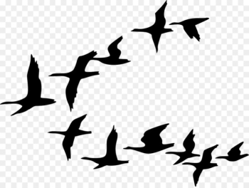 Flock Bird migration Goose Clip art - crow Flock Bird migration Goose Clip art - crow
