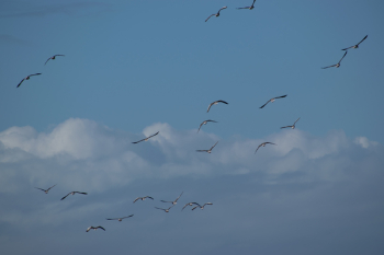 Flock of Birds Flying Flock of Birds Flying