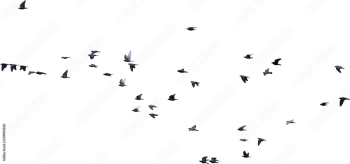 Flock of birds flying isolated Flock of birds flying isolated